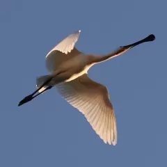 Descubre las aves voladoras más imponentes del planeta