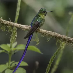 Descubre cuál es el colibrí más pequeño del mundo y su sorprendente tamaño