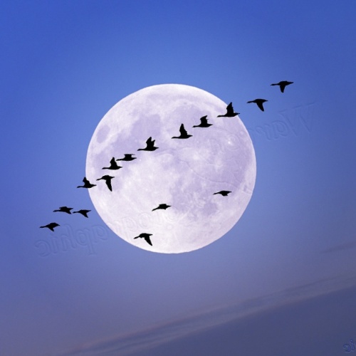 Flying Moon